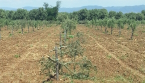 Un nuovo atto doloso nei confronti della Coop Valle del Marro - tagliate un centinaio di piante su di un uliveto confiscato