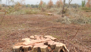 Tagliò 500 ulivi, da condannare a 18 anni - Valle del Marro, richiesta di pena esemplare per il boss e i suoi figli